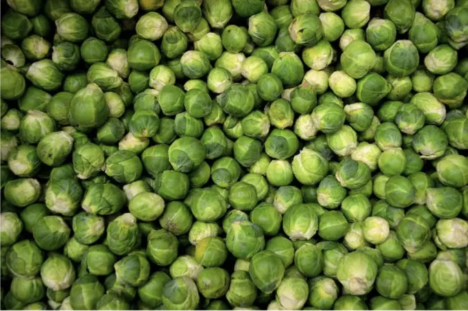 Can dog eat brussel sprouts best sale